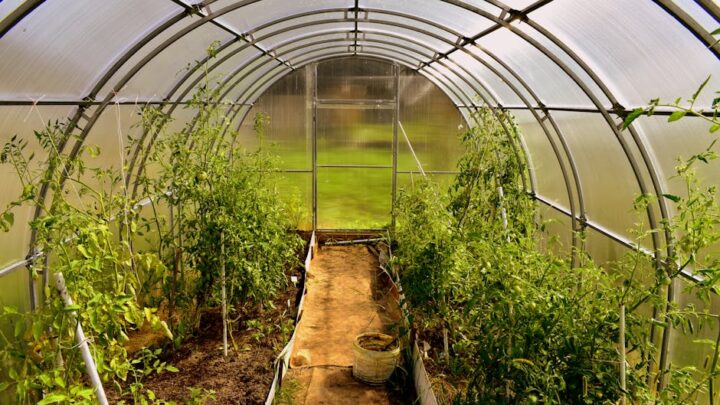 Efekty cieplarniane na planetach: Dlaczego Wenus jest tak gorąca, a Ziemia przyjazna życiu?