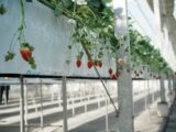 Strawberries growing in a modern greenhouse farm.