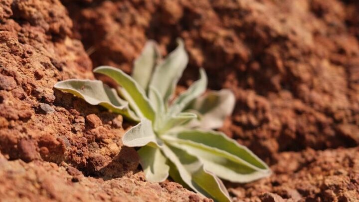 Jakie rośliny można uprawiać na Marsie i jak technologie hydroponiczne pomogą kolonistom?
