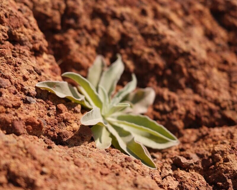 Jakie rośliny można uprawiać na Marsie i jak technologie hydroponiczne pomogą kolonistom?