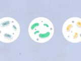 Top view of cutout paper appliques representing round shaped cells with different bacilli in capsules