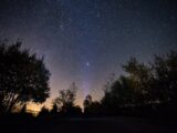 trees under starry skies