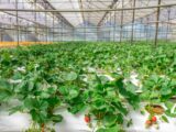 Rows of strawberry plants growing in a greenhouse